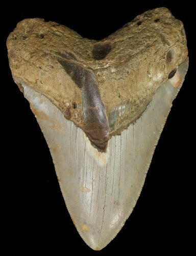 Bargain, Megalodon Tooth - North Carolina #67279